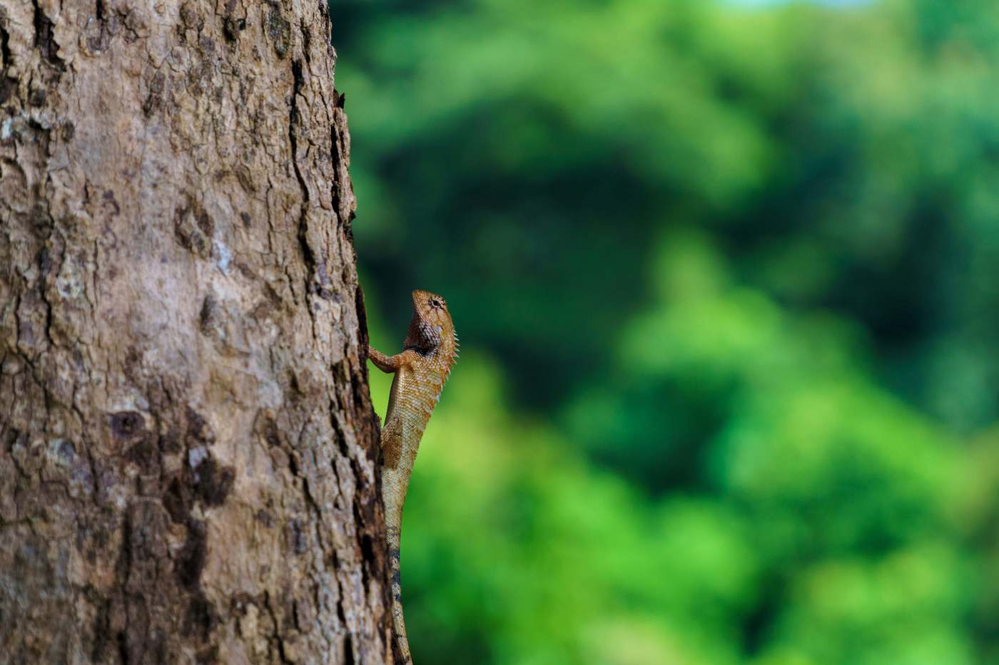 Lizard - Lam Ru, Thailand